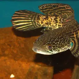 Golden Cobra Snakehead, photo 5
