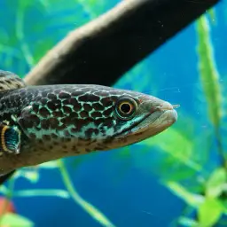 Golden Cobra Snakehead, photo 6