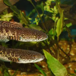 Golden Cobra Snakehead, photo 7