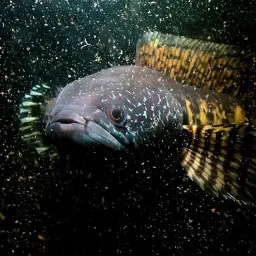 Golden Cobra Snakehead, photo 8