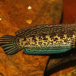 Golden Cobra Snakehead, photo 9