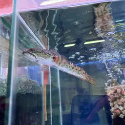 Golden Cobra Snakehead, photo 10