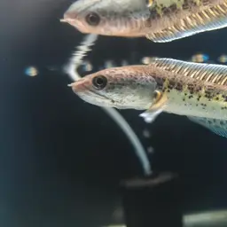 Golden Cobra Snakehead, photo 11