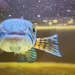 Golden Cobra Snakehead, photo 12