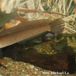 Baram Snakehead