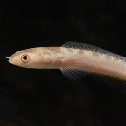 Baram Snakehead, photo 2
