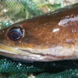 Baram Snakehead, photo 3