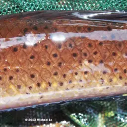 Baram Snakehead, photo 4