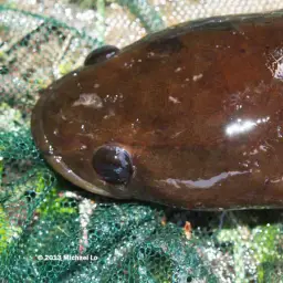 Baram Snakehead, photo 5