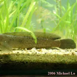 Baram Snakehead, photo 6