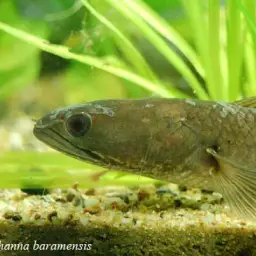 Baram Snakehead, photo 7