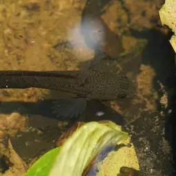 Baram Snakehead, photo 8