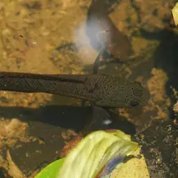 Baram Snakehead, photo 9