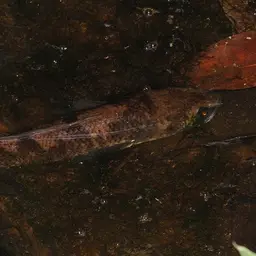 Baram Snakehead, photo 10