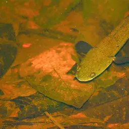 Baram Snakehead, photo 11