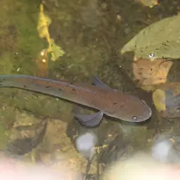 Baram Snakehead, photo 12