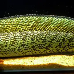 Barca Snakehead, photo 1