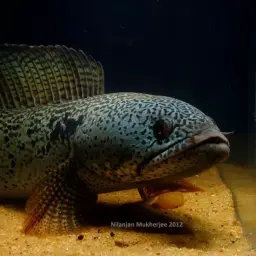 Barca Snakehead, photo 2