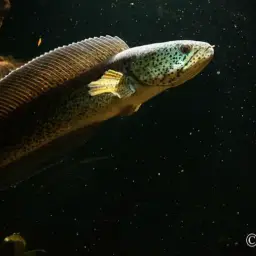 Barca Snakehead, photo 3