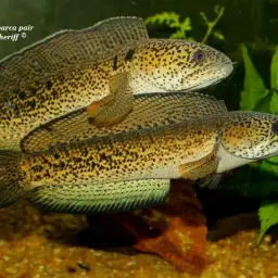 Barca Snakehead, photo 4