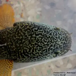 Barca Snakehead, photo 5