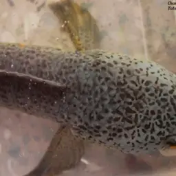 Barca Snakehead, photo 6