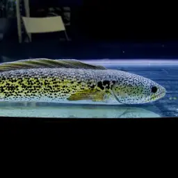 Barca Snakehead, photo 7