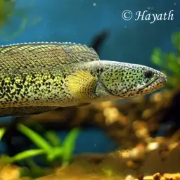 Barca Snakehead, photo 8