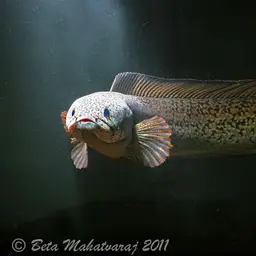 Barca Snakehead, photo 9