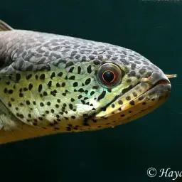 Barca Snakehead, photo 10
