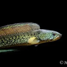 Barca Snakehead, photo 11
