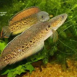Barca Snakehead, photo 12