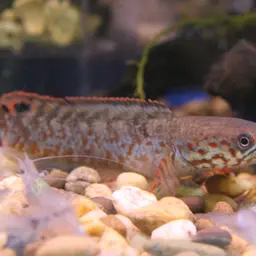 Rainbow Snakehead, photo 1