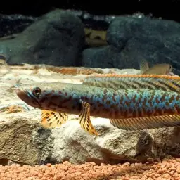 Rainbow Snakehead, photo 2