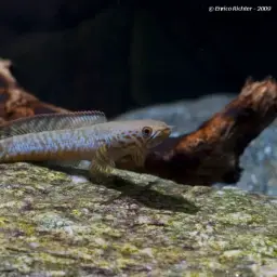 Rainbow Snakehead, photo 3