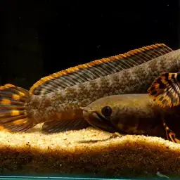 Rainbow Snakehead, photo 4