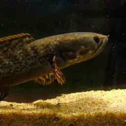 Rainbow Snakehead, photo 5