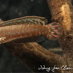 Rainbow Snakehead, photo 6