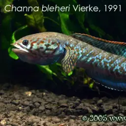 Rainbow Snakehead, photo 7