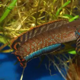 Rainbow Snakehead, photo 8