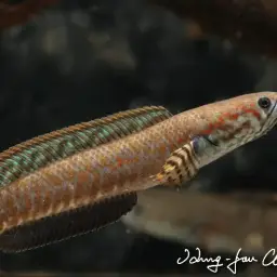 Rainbow Snakehead, photo 9