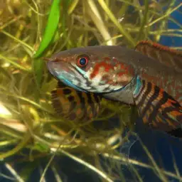 Rainbow Snakehead, photo 10