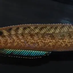 Rainbow Snakehead, photo 11