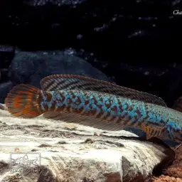 Rainbow Snakehead, photo 12