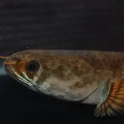 Burmese Snakehead, photo 2