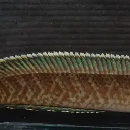 Burmese Snakehead, photo 3
