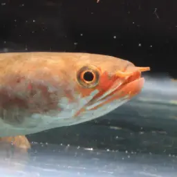 Burmese Snakehead, photo 4