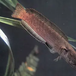 Dwarf Snakehead, photo 1