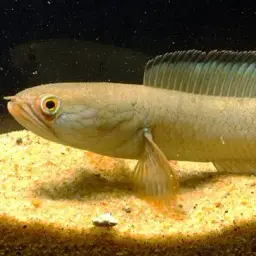 Dwarf Snakehead, photo 3
