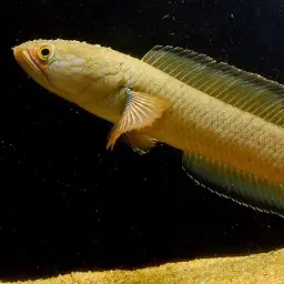 Dwarf Snakehead, photo 4